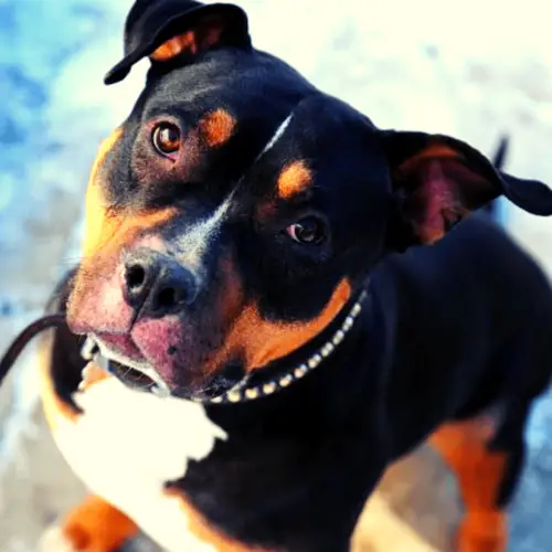 american pitbull and rottweiler mix