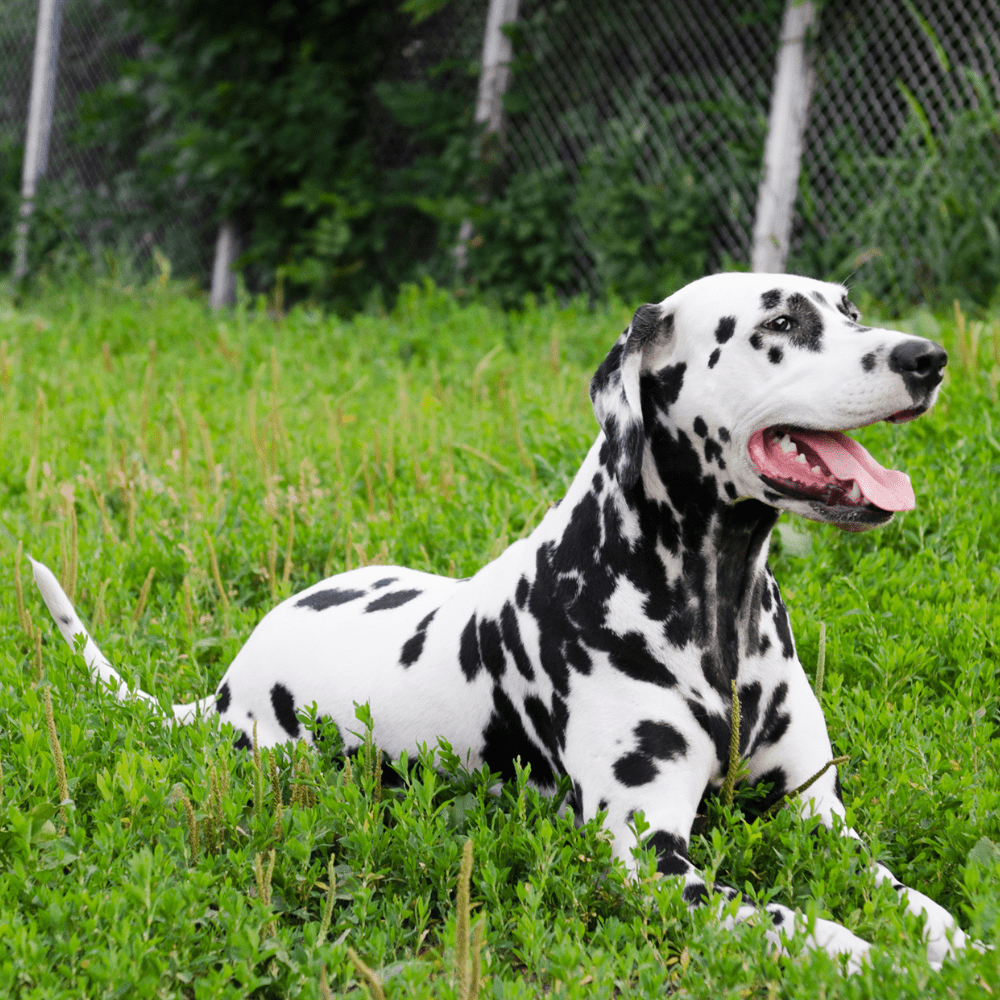 hund frisst gras und erbricht weißen schleim