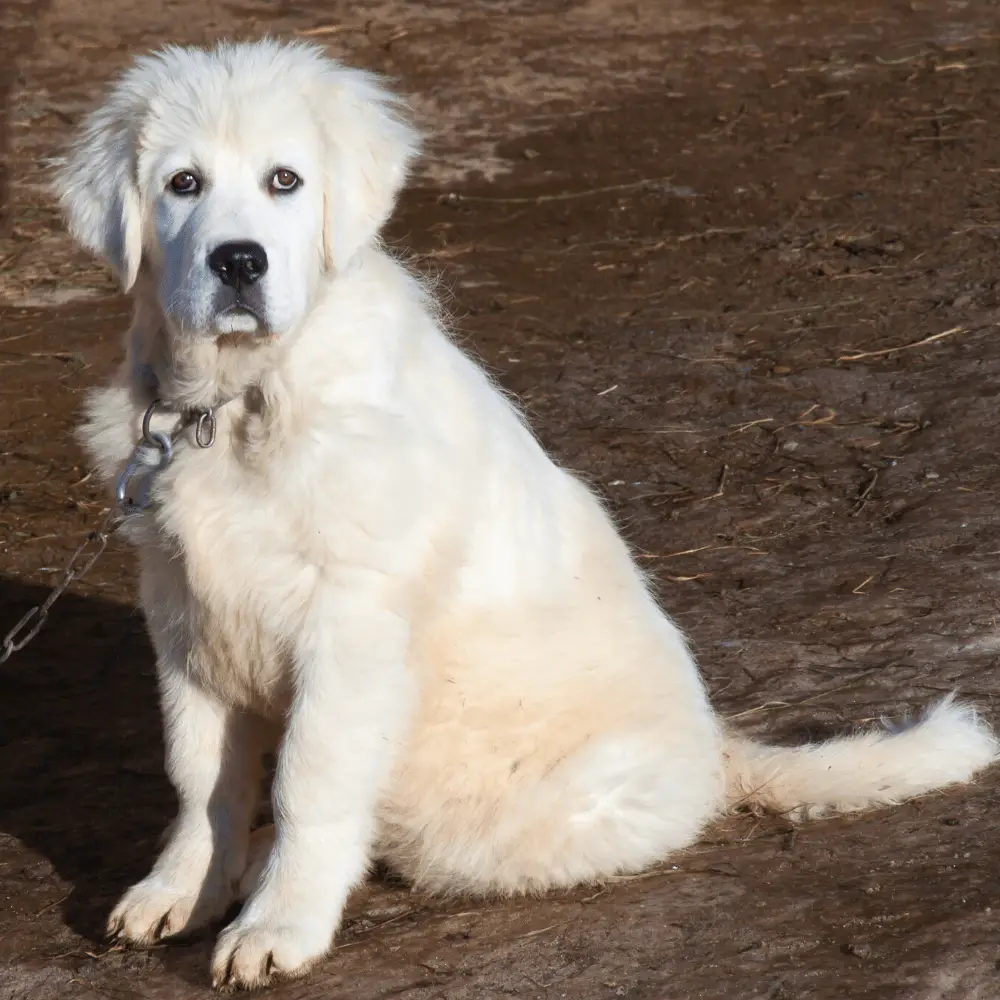 schwarz weiß brauner hund