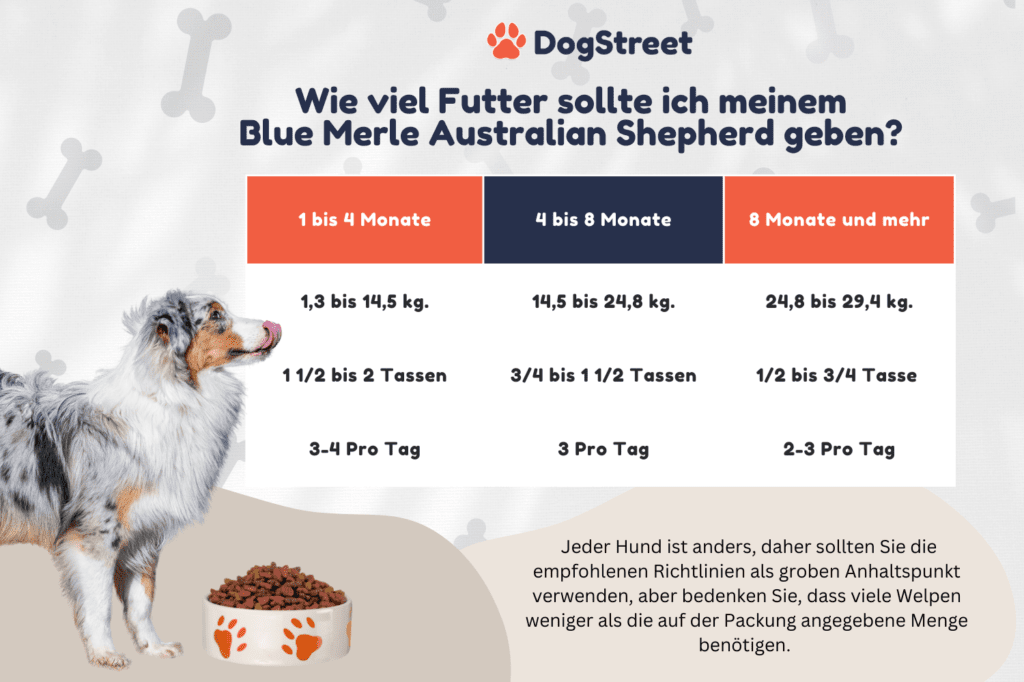 blue merle australian shepherd rescue