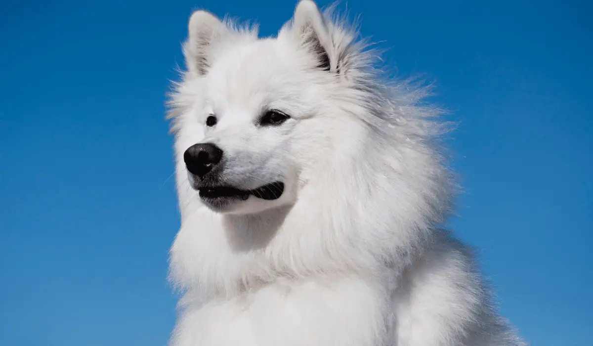 american eskimo dog