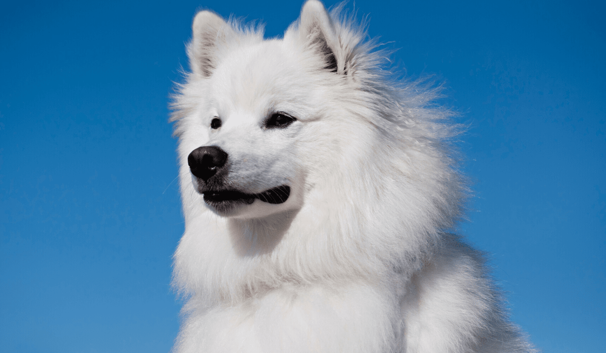 american eskimo dog
