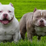 exotic bully