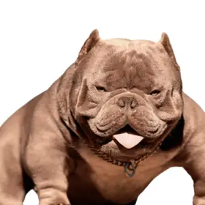 exotic american bully