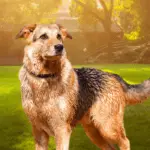 labrador schäferhund mix