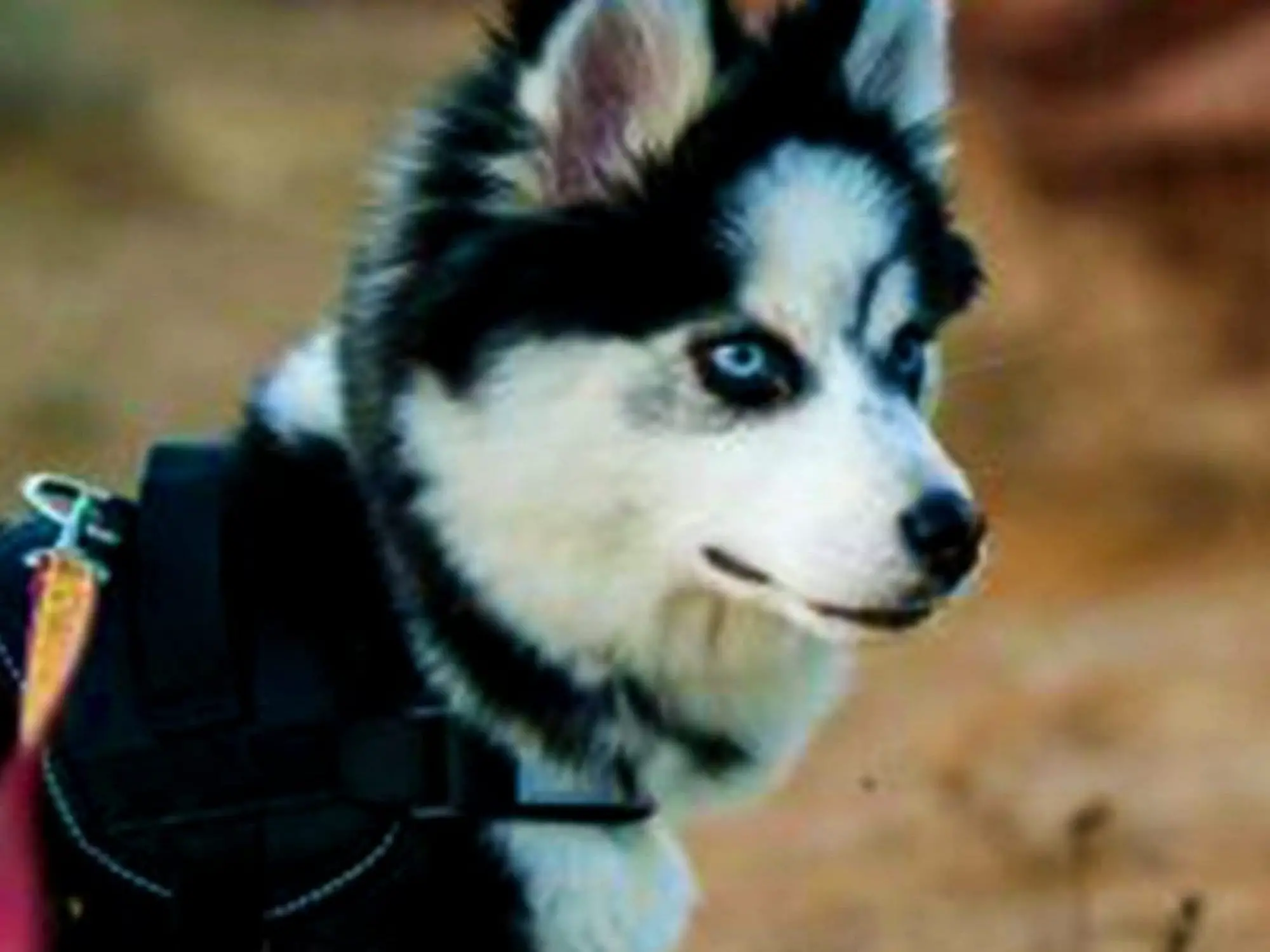 miniature siberian husky dog