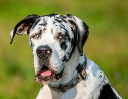 harlequin great dane puppy pictures