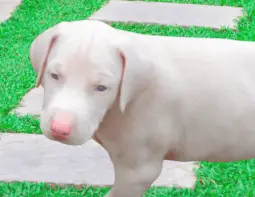 Albino doberman puppy