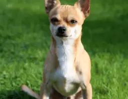 Chihuahua senior