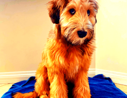whoodle puppies for sale in michigan