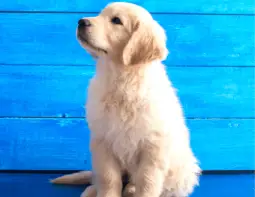 mini golden retriever Puppy